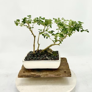 Ligustrum Bonsai - Etsy