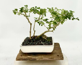 Ligustrum Chinensis Bonsai Tree: Chinese Privet in Glazed Pot - Etsy