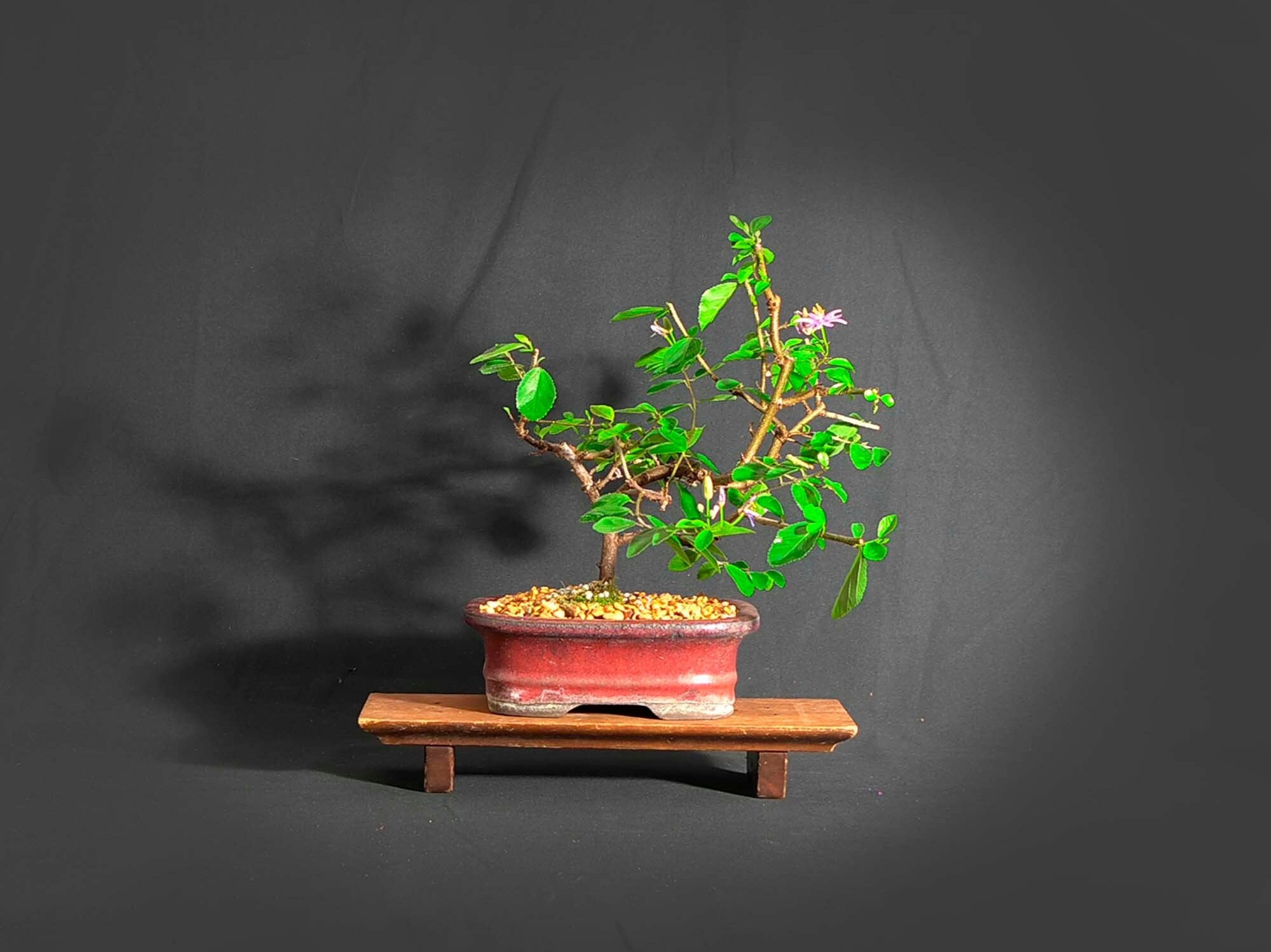 Lavender star flower bonsai tree Out 4 delivery | Etsy