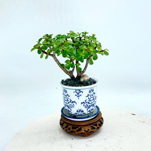 Könnte beinhalten: Ein kleiner Jade-Pflanzen-Bonsai in einem weiß-blau gemusterten Keramiktopf. Der Topf steht auf einer kleinen blauen Untertasse und einem geschnitzten Holzständer. Die Pflanze hat kleine grüne Blätter und braune Stiele. Der Hintergrund ist weiß.
