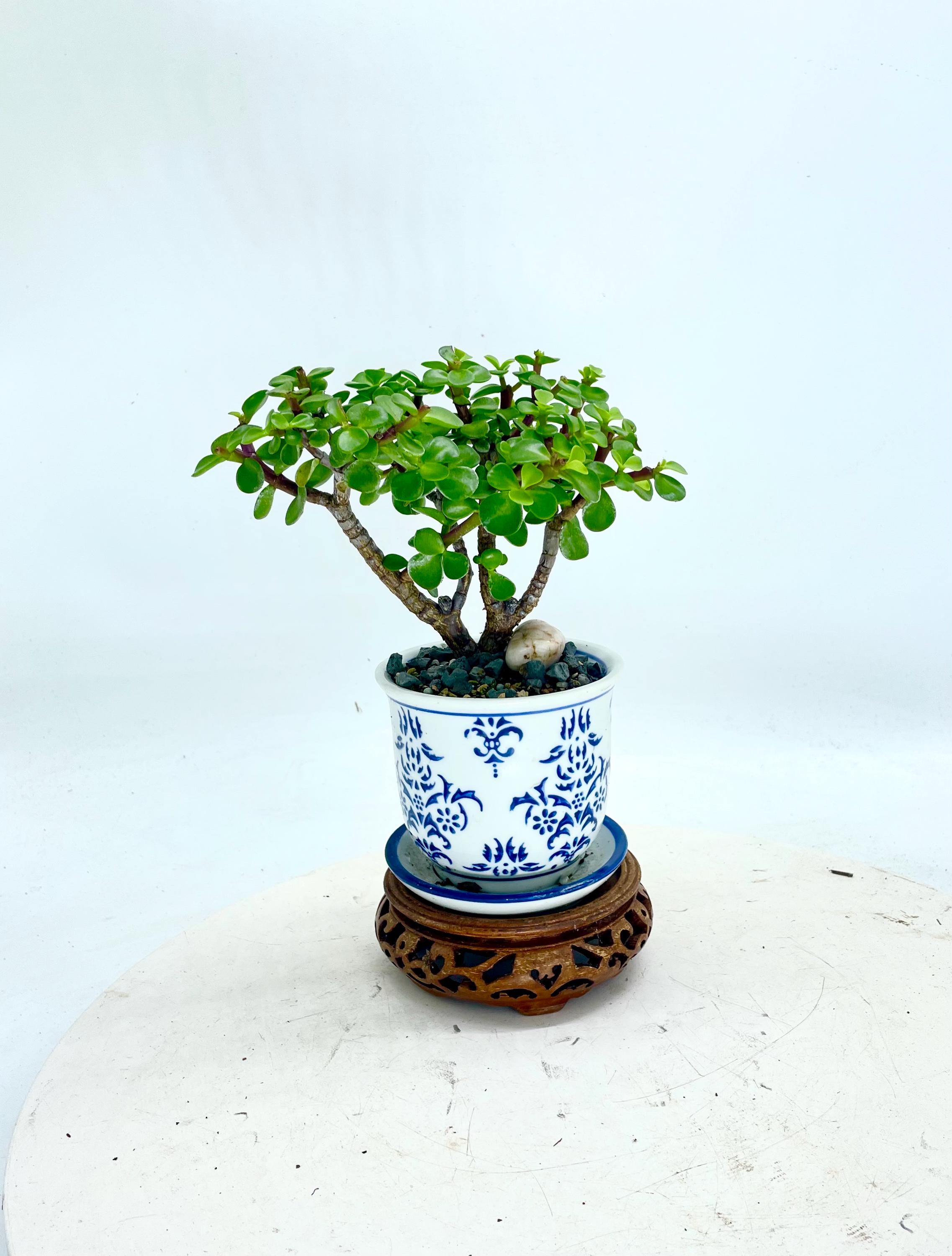 Jade bonsai tree - Etsy 日本