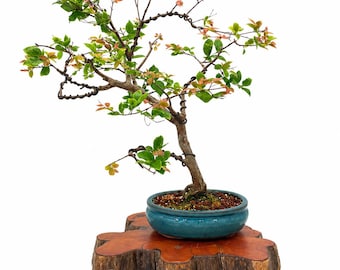 Jaboticaba Bonsai Tree: Rare Brazilian Grape, Fruit on Trunk, Glazed Pot