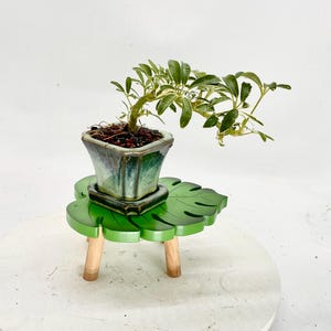 Dwarf Variegated Schefflera Bonsai Tree: Showy Bloom, Glazed Pot