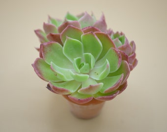 Echeveria 'Peach Mint' - (1) Leaf for Propagation - Imported Korean Succulents