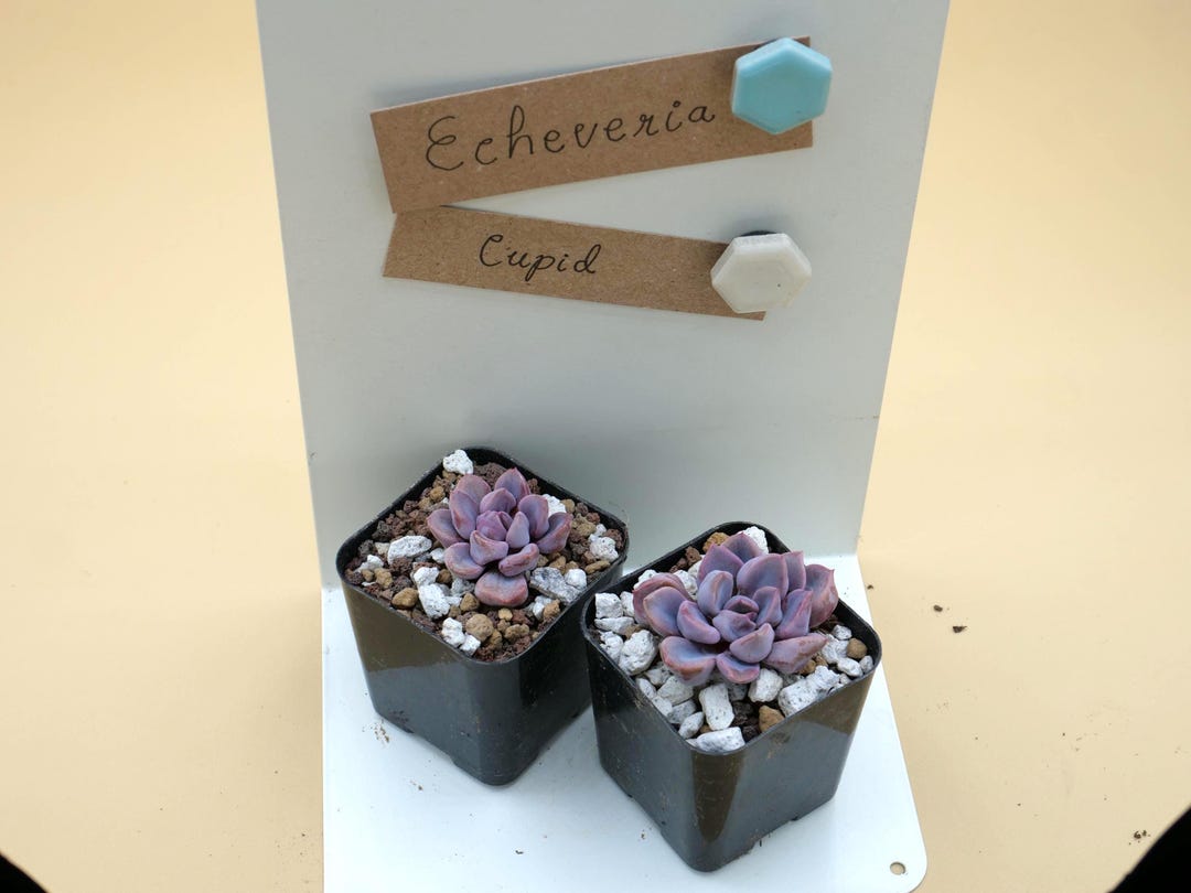 Graptoveria 'topsy-debbie' - One Whole Plant (BARE ROOT) - Etsy