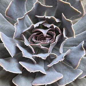 Echeveria shaviana 'Desert Star' 1 Leaf for Propagation Imported Korean Succulents image 3