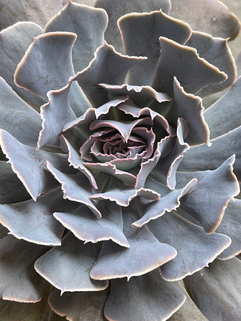 Echeveria shaviana 'Desert Star' 1 Leaf for Propagation Imported Korean Succulents image 3