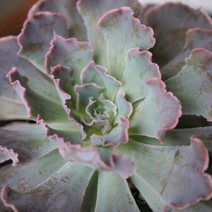 Echeveria shaviana 'Desert Star' 1 Leaf for Propagation Imported Korean Succulents image 1