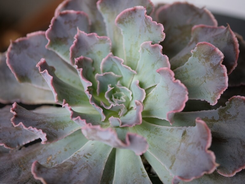 Echeveria shaviana 'Desert Star' 1 Leaf for Propagation Imported Korean Succulents image 1