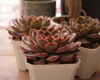 Large Echeveria 'Renoir' - Whole Plant (BARE ROOT) - Korean Import