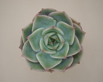 Echeveria 'Angelina' - (1) Leaf for Propagation - Imported Korean Succulents