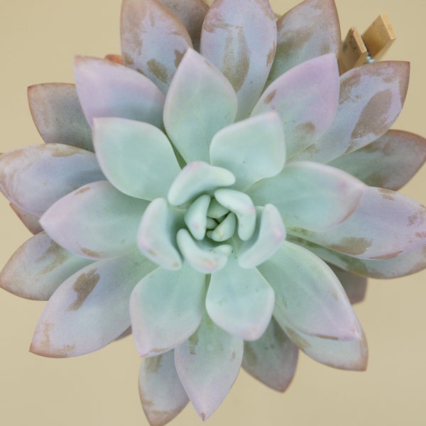 Graptoveria 'Opalina' - (1) Leaf for Propagation - Imported Korean Succulents