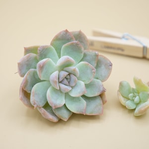 Echeveria &#39;Charming&#39;  - (1) Leaf for Propagation - Imported Korean Succulents