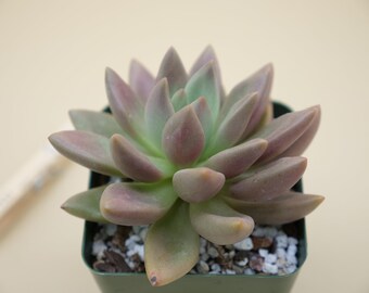 Graptoveria 'Ruby Donna'  - (1) Leaf for Propagation - Imported Korean Succulents