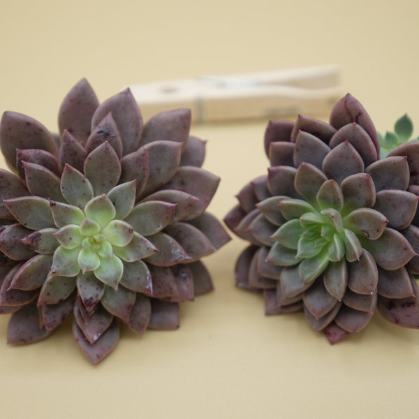 Graptopetalum 'Hermes' - (2) Leaves for Propagation - Imported Korean Succulents