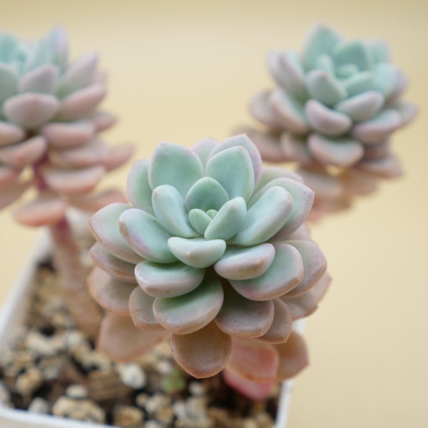 Graptoveria 'Amor Fati' - (1) Leaf for Propagation - Imported Korean Succulents