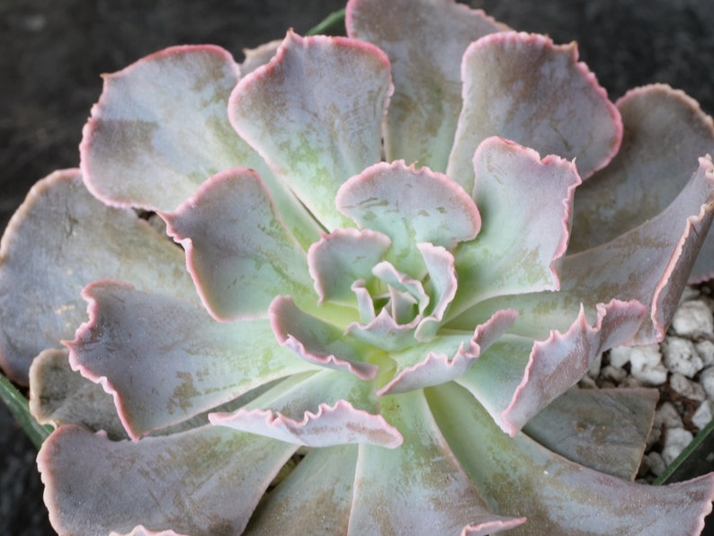 Echeveria shaviana 'Desert Star' 1 Leaf for Propagation Imported Korean Succulents image 2