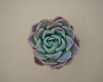 Echeveria 'Yoyo' - (1) Leaf for Propagation - Imported Korean Succulents