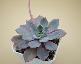 Echeveria 'Hera' - (1) Leaf for Propagation - Imported Korean Succulents