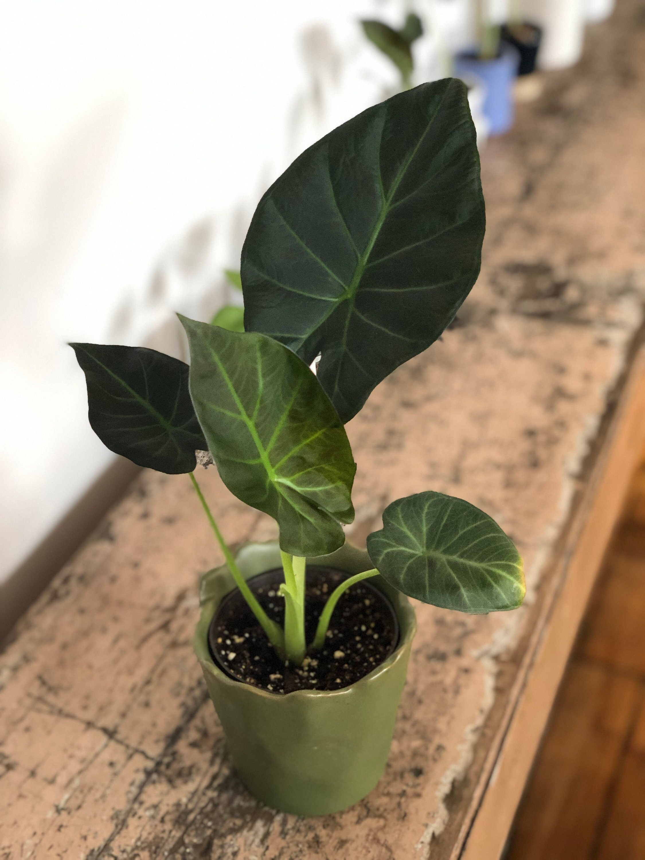 Alocasia regal shields - Etsy 日本