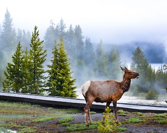 Yellowstone Elk Print: Wyoming National Park Wall Art