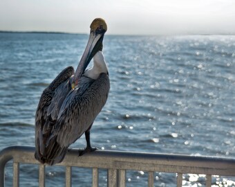 Pelican Art Print: Cedar Key Florida Pier, Archival Paper