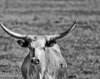 Longhorn Cow In a Pasture In Black & White Original Wall Art Print on Archival Paper and Ink