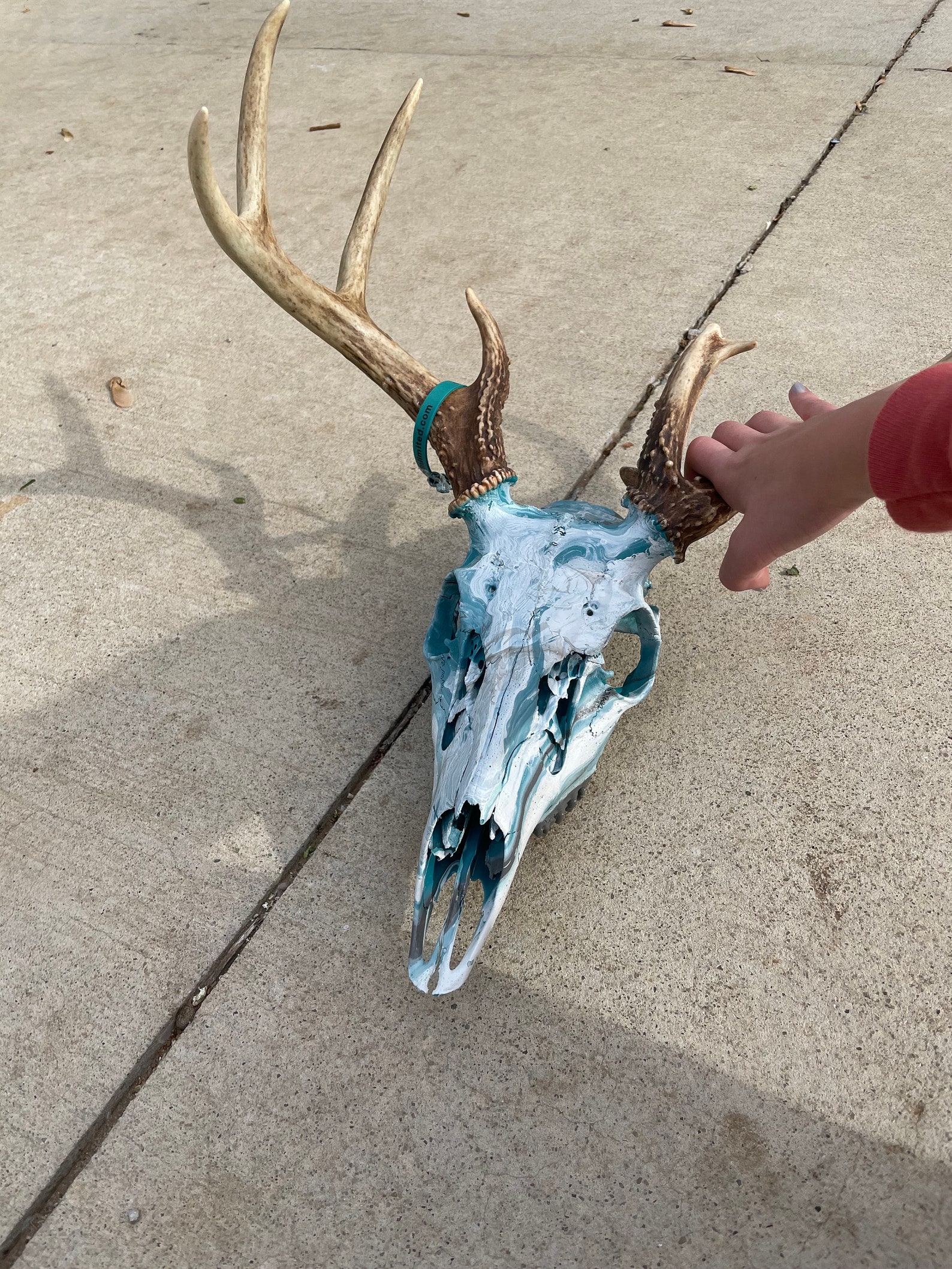 Hydrodipped DEER SKULL teal grey gray and white 1 in stock Etsy