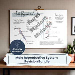 May include: A white educational poster titled Male Reproductive System featuring anatomical diagrams of spermatozoa, spermatogenesis, and hormonal processes. The chart includes text labels, a dark blue circular logo with a lightbulb icon, and a bottom banner.