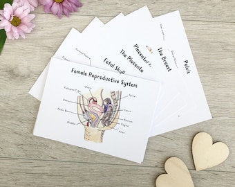 Midwifery Anatomy Flashcards