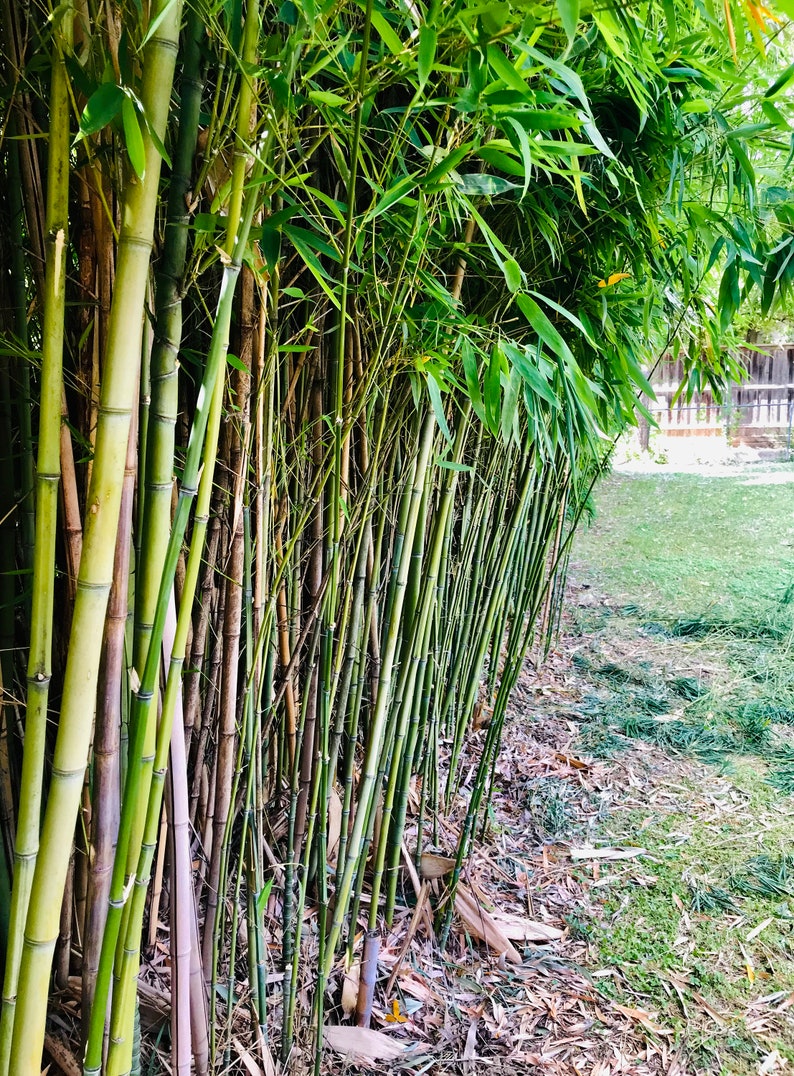 Live Bamboo Culm With Root or Rhizome Starter Plant Create Etsy