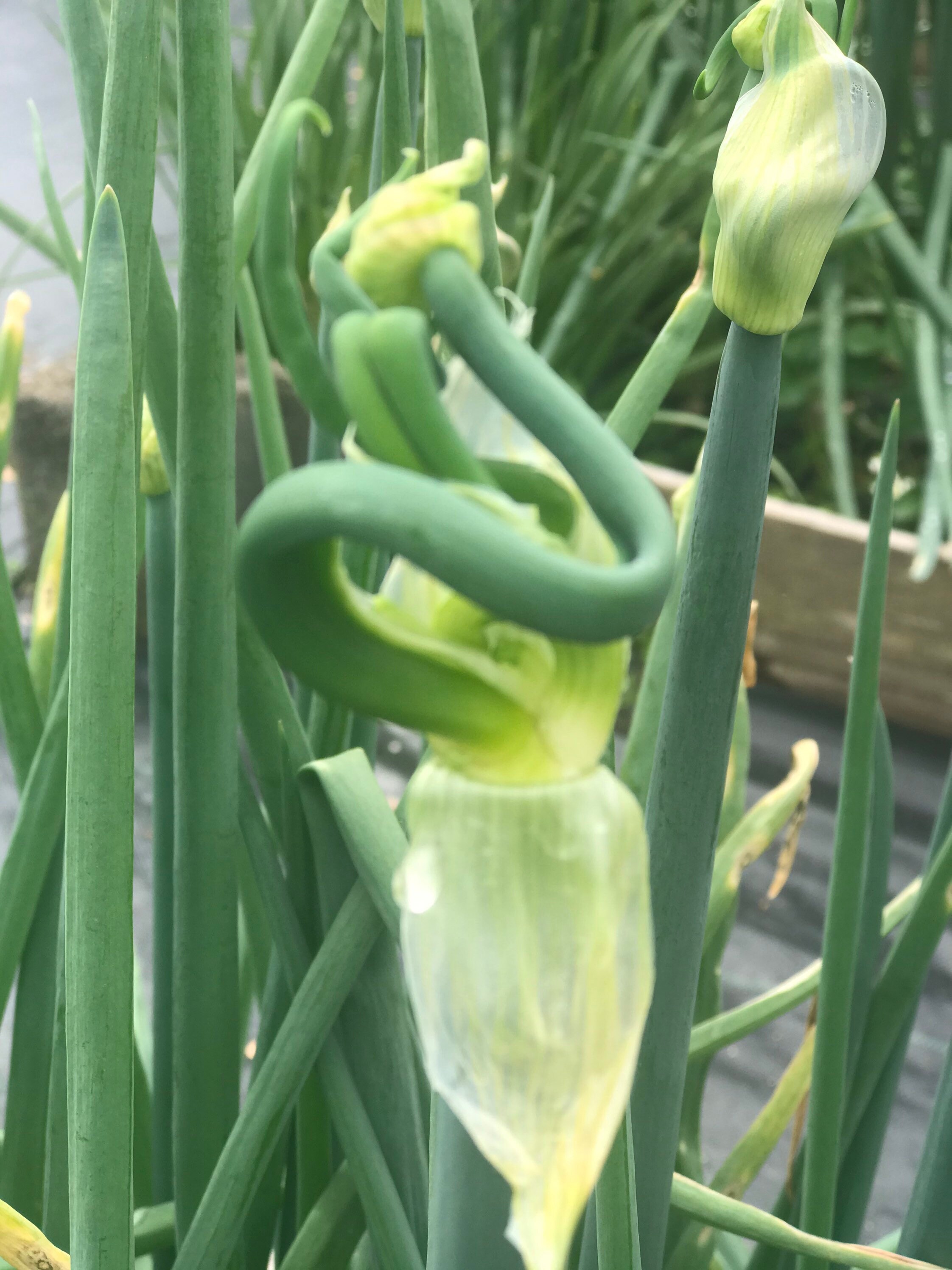 PreOrder Egyptian Walking Onion Winter Onion Top Set Onion Etsy