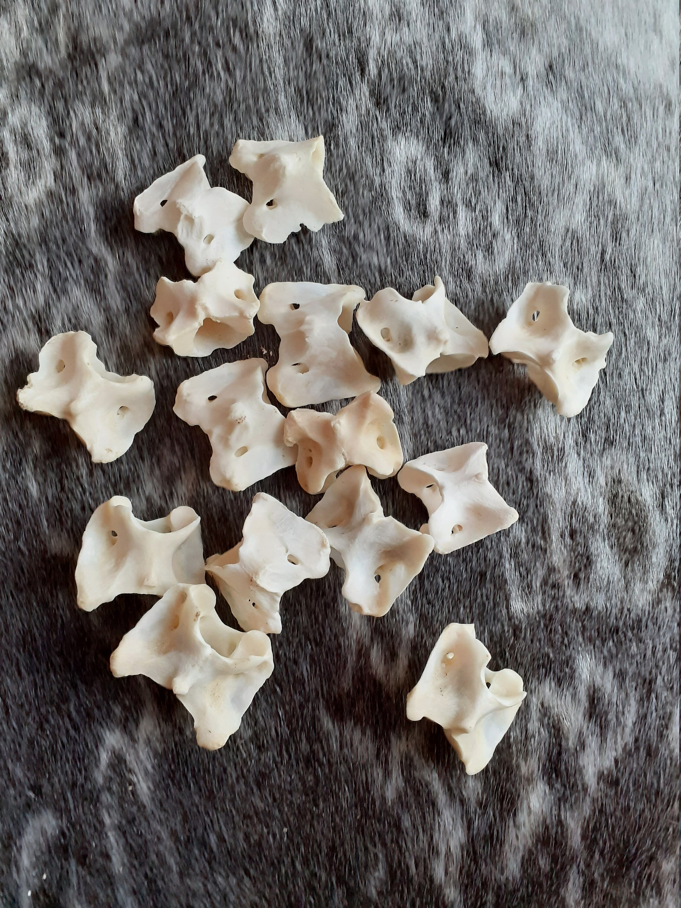 Vertèbres de Chevreuil