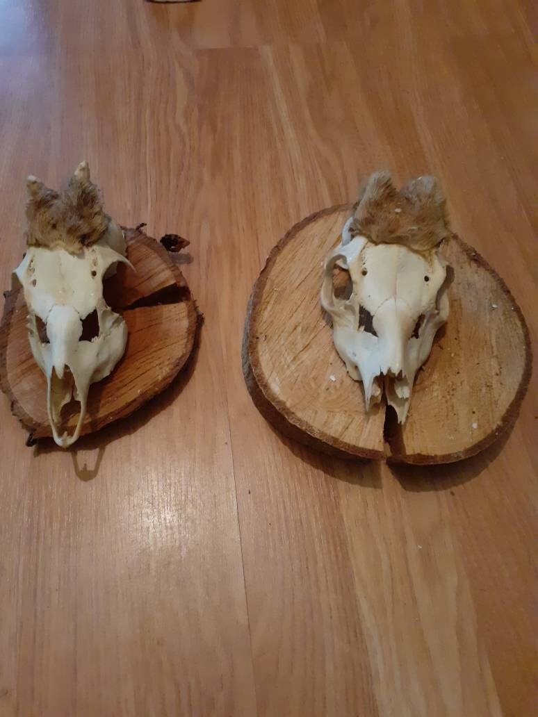 Chevreuil Velours sur Écusson