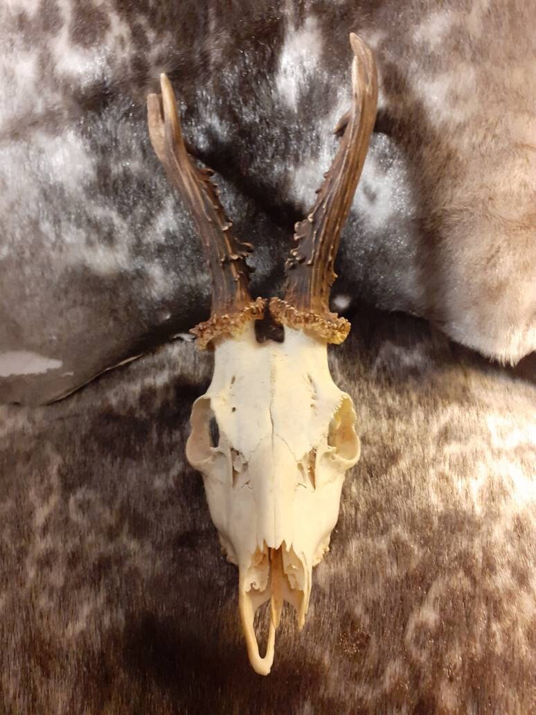 Crâne de Chevreuil #3