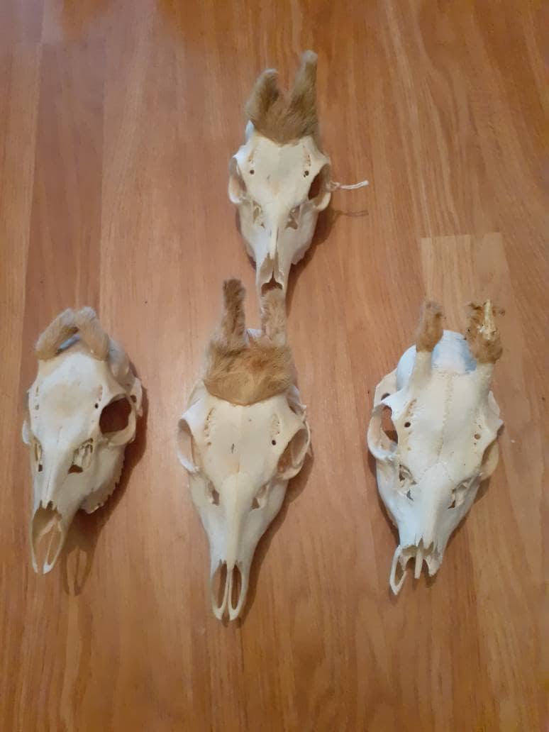 Chevreuil Bois Velours