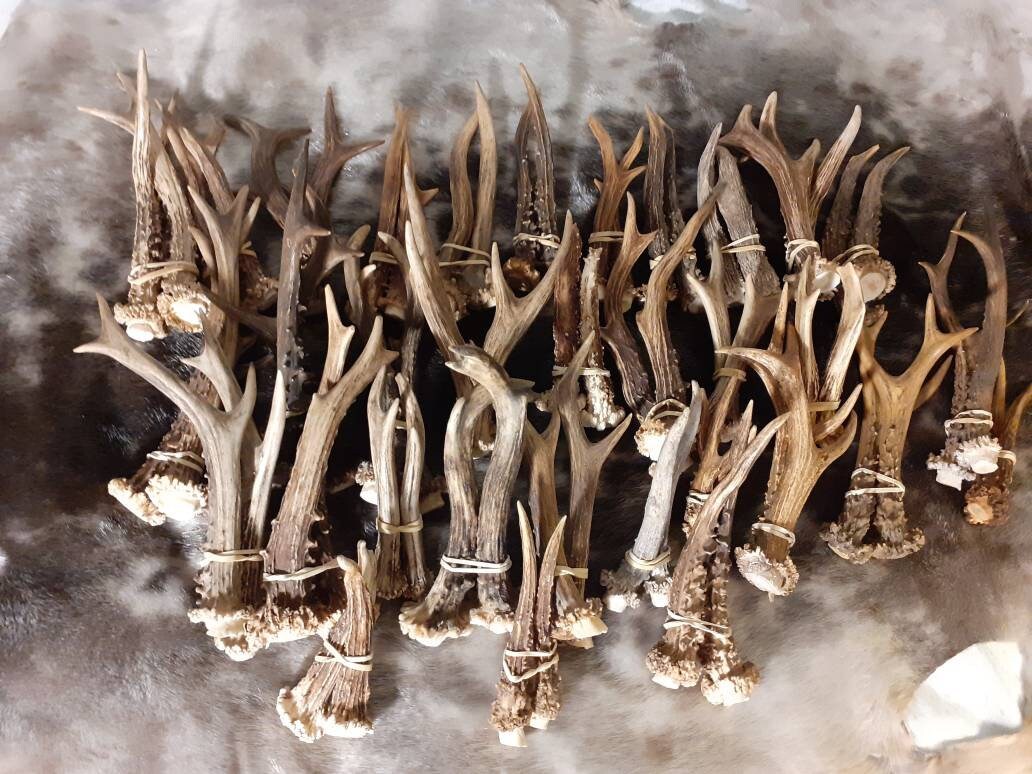 Bois de Chevreuil Par Paire 2nd Choix