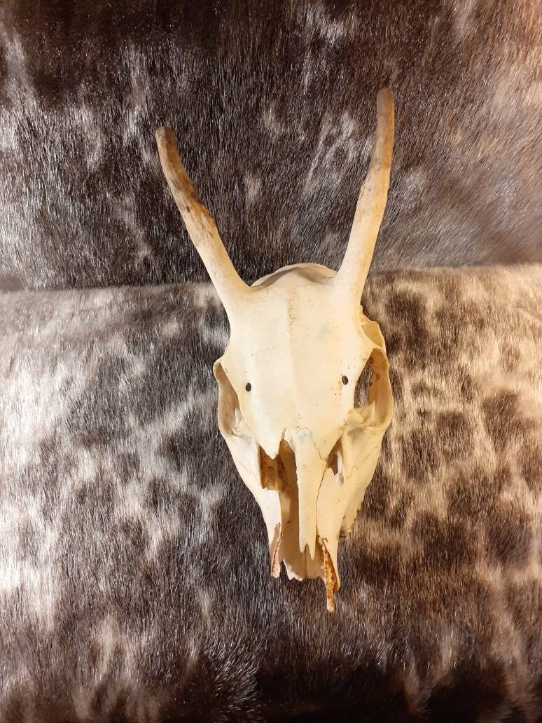 Crâne de Daguet Cerf Sika 2nd Choix