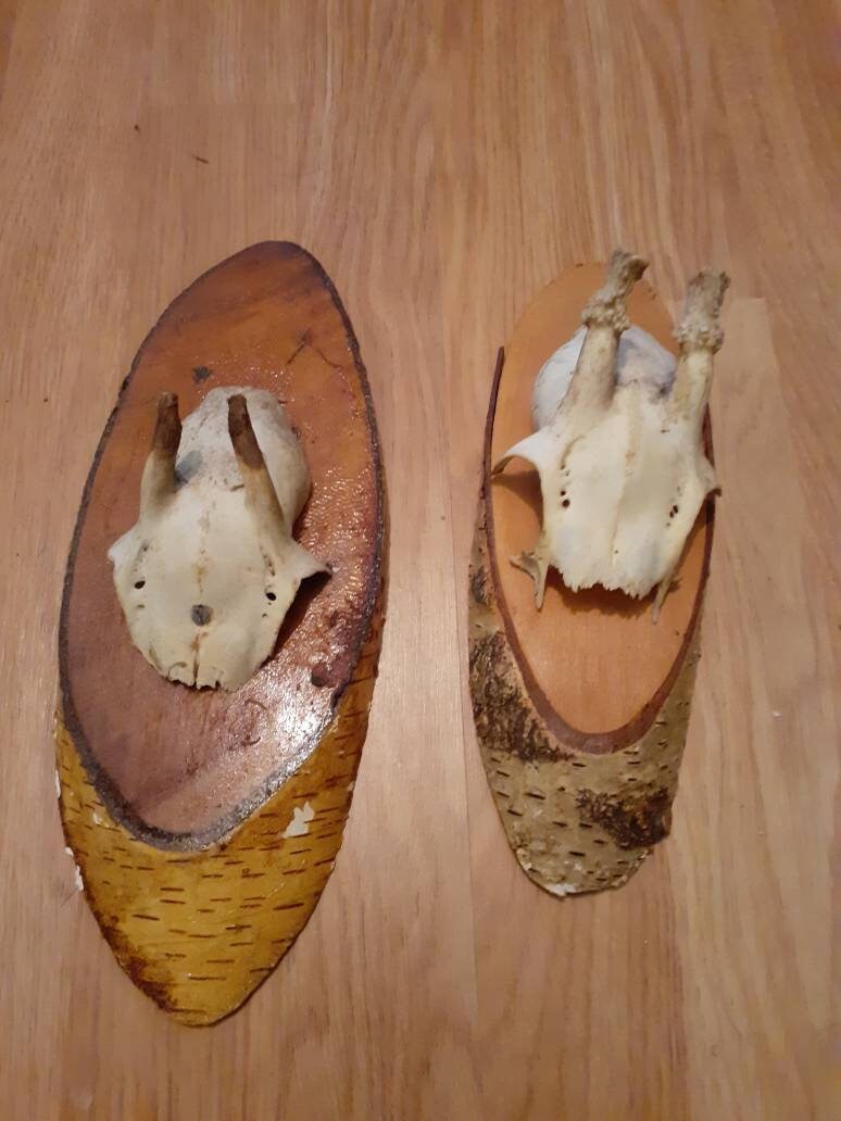 Scalp de Chevreuil sur Écusson