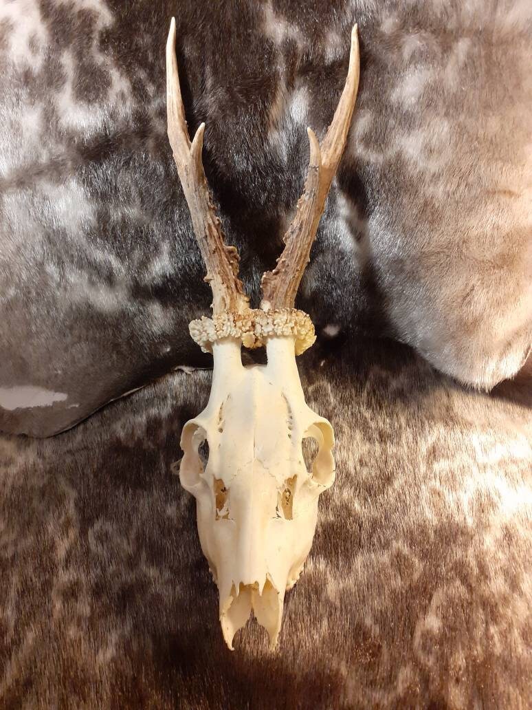 Crâne de Chevreuil #2