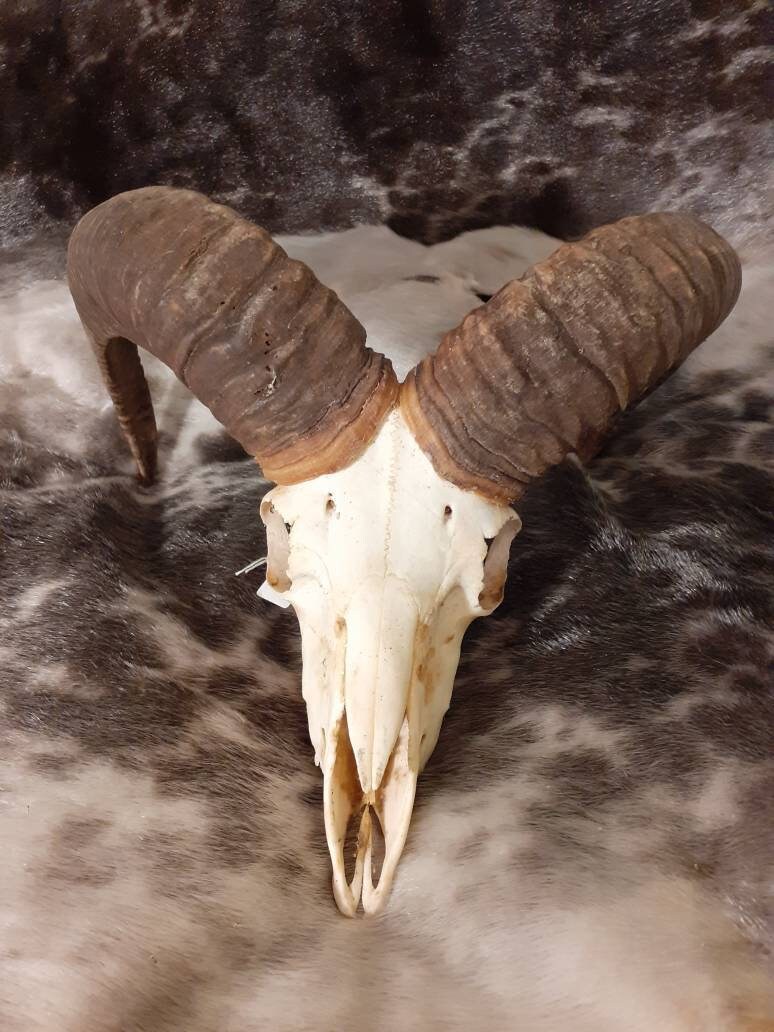 Crâne de Mouflon