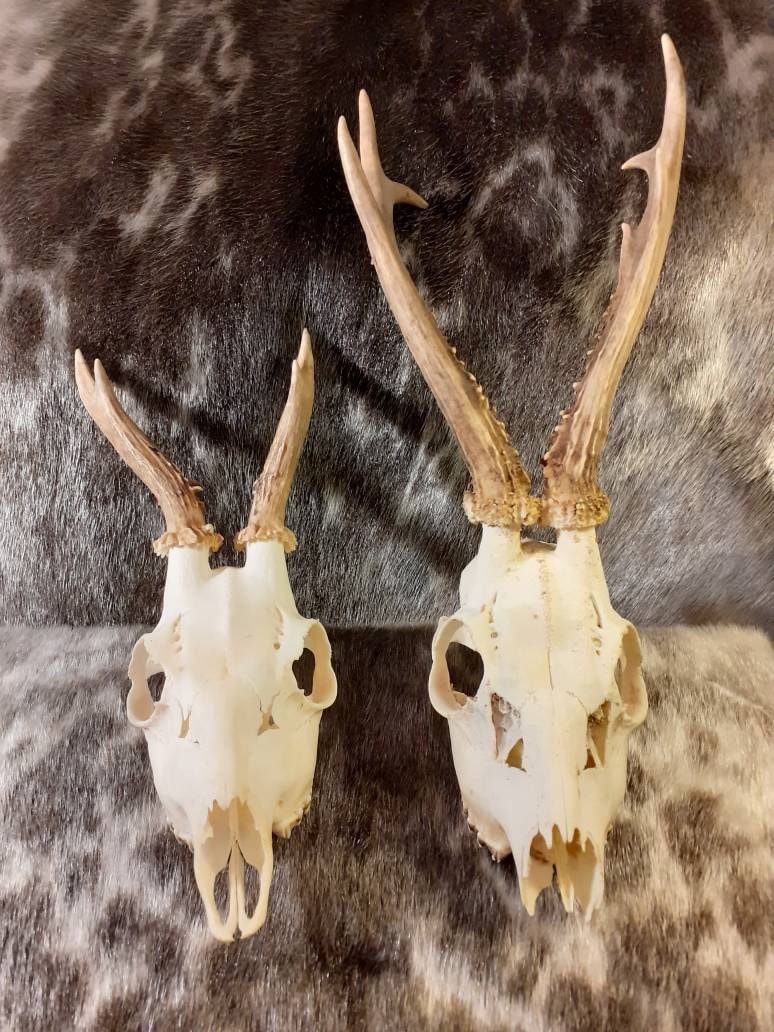 Lot de 2 Crânes Chevreuils