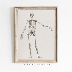 Puede incluir: Una ilustración anatómica vintage de un esqueleto humano en un marco blanco. El esqueleto se representa en posición de pie con los brazos extendidos.