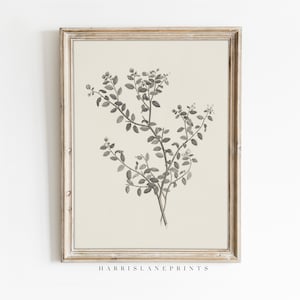 Vintage Inspired Art Print | "Neutral Vintage Floral Spray Sketch II" | Pencil | Modern Traditional | Printable | Farmhouse