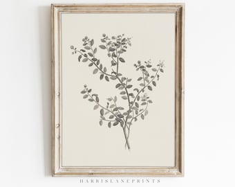 Vintage Inspired Art Print | "Neutral Vintage Floral Spray Sketch II" | Pencil | Modern Traditional | Printable | Farmhouse