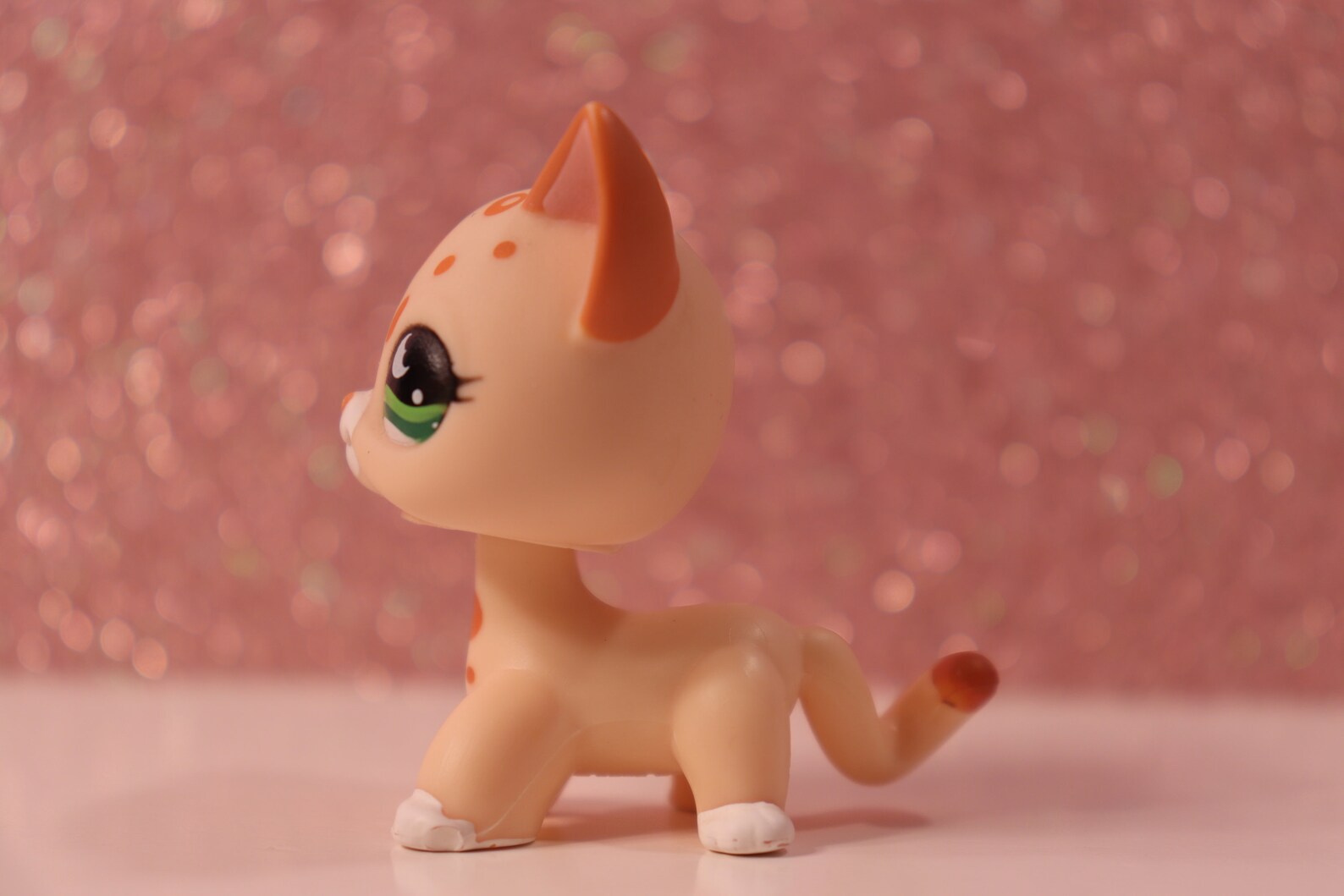 lps leopard shorthair