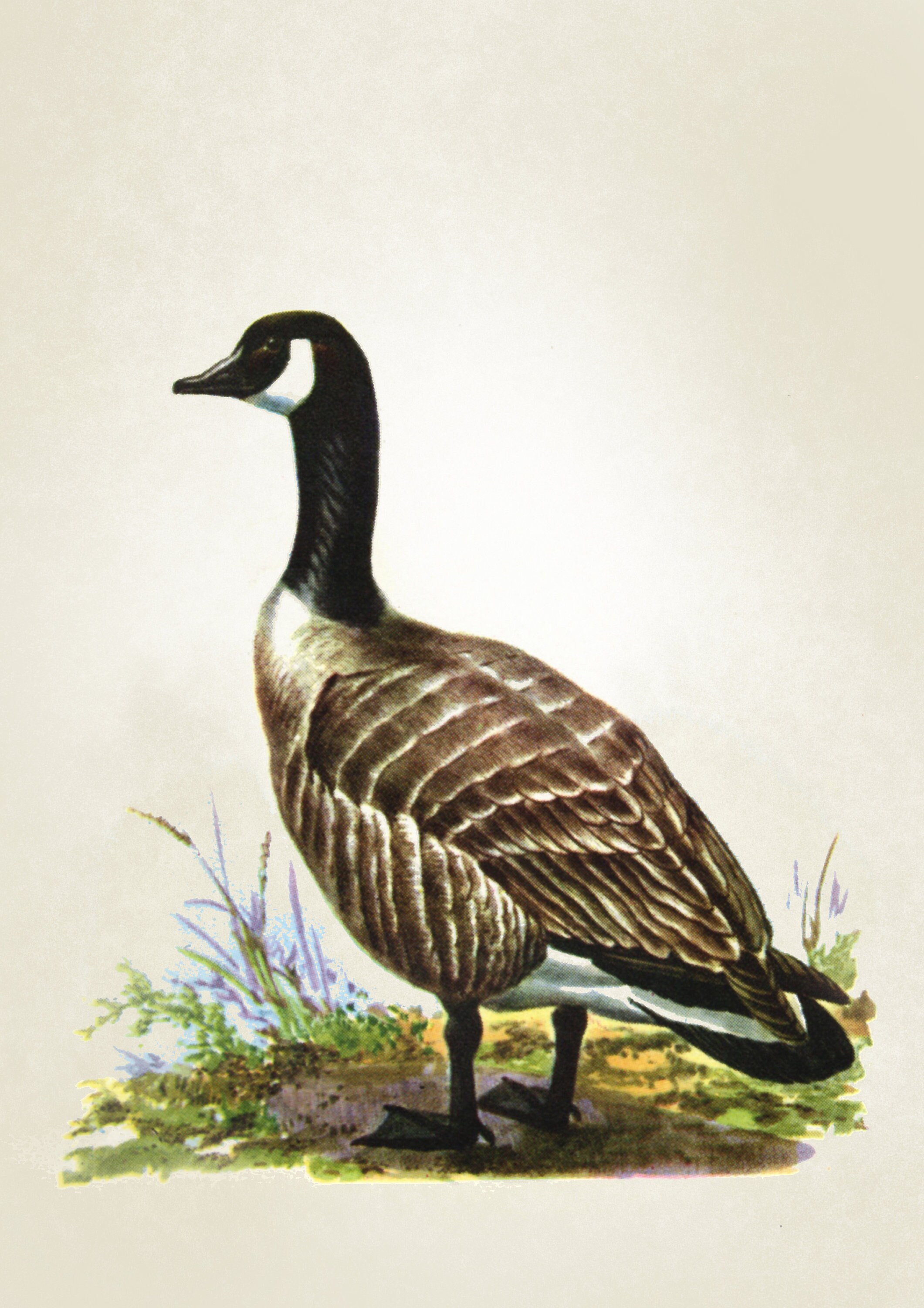 Canada Goose Colour Print Vintage Print Home Decore Boek Etsy