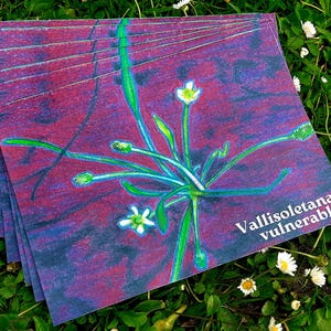 Puede incluir: Una pila de tarjetas cuadradas con una ilustración botánica. La obra de arte presenta una planta verde y blanca sobre un fondo morado y azul. El texto "Vallisoleatanas vulnerables" es visible en las tarjetas.