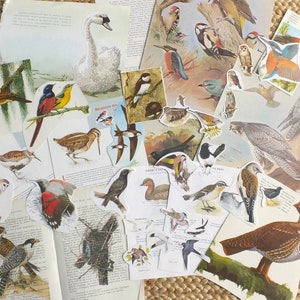 Más de 50 artículos - Paquete efímero BIRDS para álbumes de recortes y "revistas basura" con muchos recortes, imágenes vintage, páginas de libros ilustrados, etc.