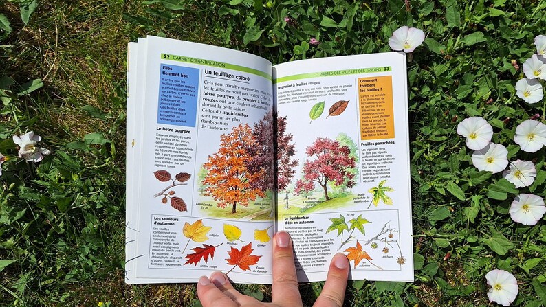 Vintage Tree Guide Book, Botanical Colour Plates, Scrapbooking Supplies ...